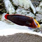 Formosa Wrasse